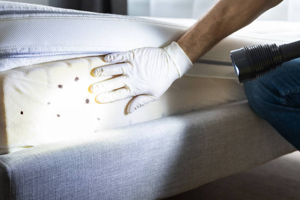 Best Emergency Pest Control  in Green Knoll, NJ