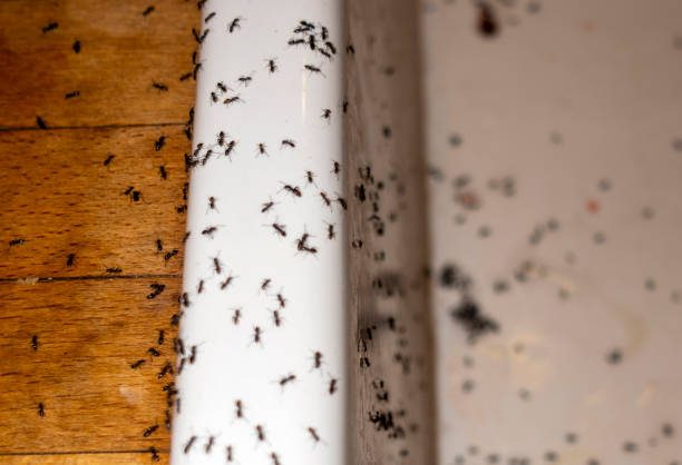Wasp Removal Services in Green Knoll, NJ
