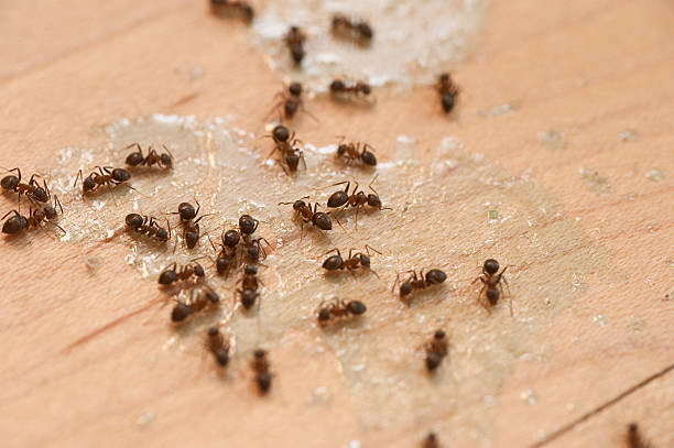 Best Best Pest Control Companies  in Green Knoll, NJ