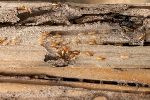 Best Emergency Pest Control  in Green Knoll, NJ