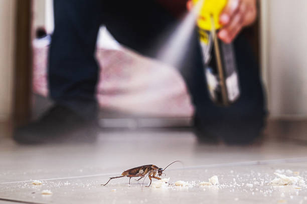 Best Spider Control Near Me  in Green Knoll, NJ