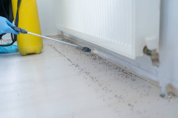 Best Termite Control Services  in Green Knoll, NJ
